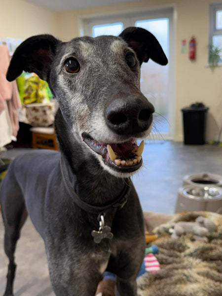 Nous soutenons l'association Makants Greyhound Rescue !