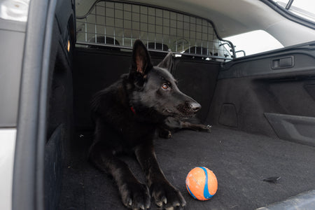 Comment aider un chien qui n'aime pas voyager en voiture