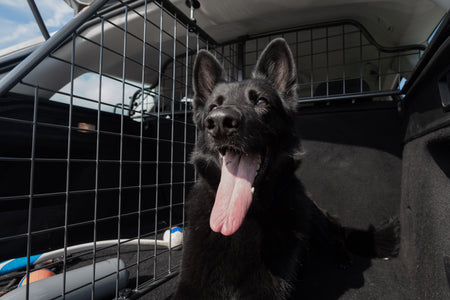 Voyager avec son chien en voiture : comment le transporter en toute sécurité ?