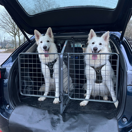   Comment transporter plusieurs chiens en voiture en toute sécurité
