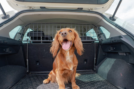 Joyeuse Journée nationale « Aimez votre animal de compagnie » !